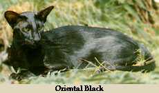 Oriental Black
