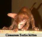 Cinnamon Tortie kitten