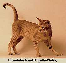 Oriental Spotted Tabby