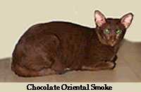 Chocolate Oriental Smoke
